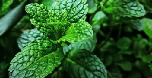 How long is peppermint extract good for?